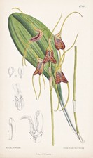Masdevallia Schlimii Venezuela Orchidea Botanica Litografia Curtis 6740