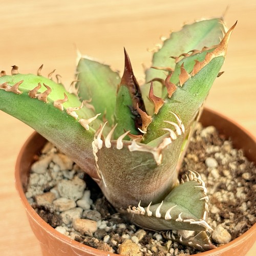 Agave titanota red - agave,