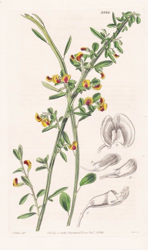 Bossiaea virgata australia - virgata,