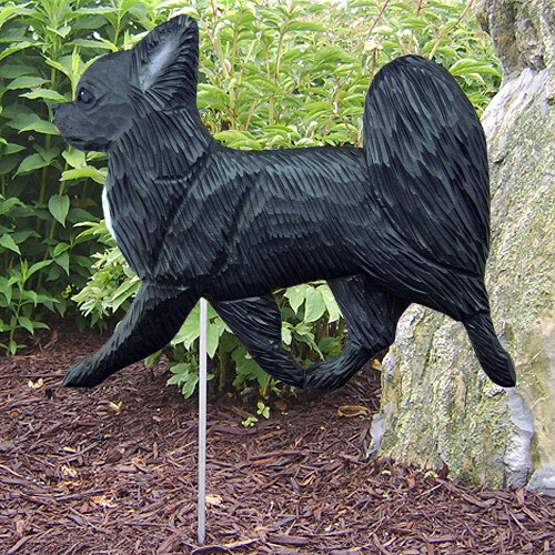 Chihuahua dig - (capelli, lunghi)