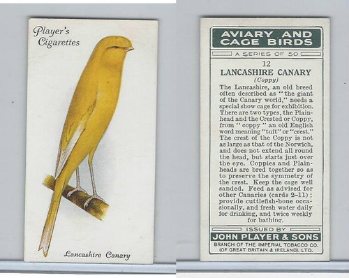 P72 giocatore aviary - p72-66,