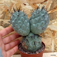 Tephrocactus geometricus