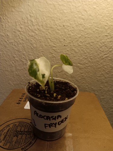 Alocasia frydek variegated - alocasia,