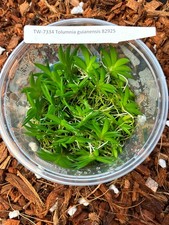 FIASCHETTA Tolumnia guianensis