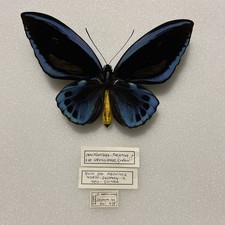 Entomologia * Ornithoptera