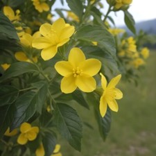 Pianta di GELSOMINO GIALLO