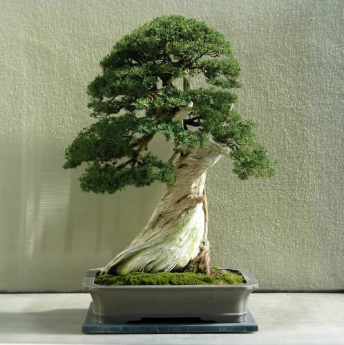 Juniperus osteosperma - juniperus,