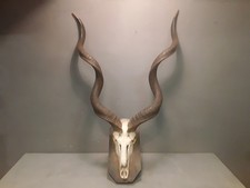 Vecchio Trofeo Corna Di Antilope Kudu Africa Safari