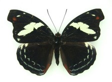 Set Di Farfalle Blu Frosted A-