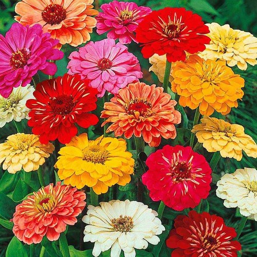 Graines zinnia à fleurs - de,