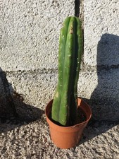 Pachanoi, San🌵Pedro 23CMS