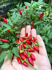 10 semi di peperoncino