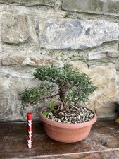 Pre Bonsai di Rosmarino