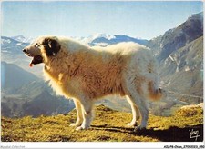 AILP8-0738 - CANE - Cane Dei