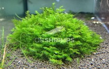 Muschio fissidens fontanus - fissidens,