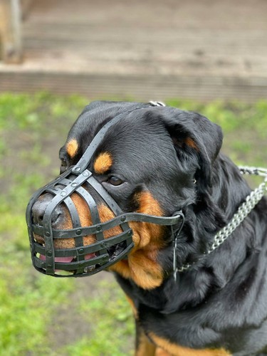 Museruola per cani pelle - museruola, |