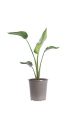 Pianta di Strelitzia Nicolai