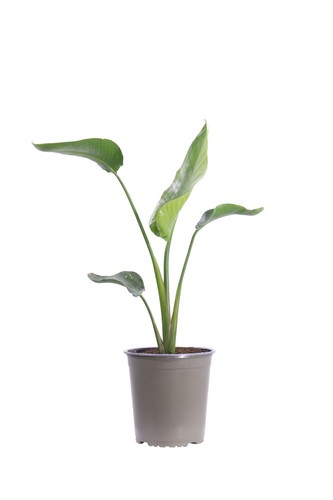 Pianta strelitzia nicolai - di,