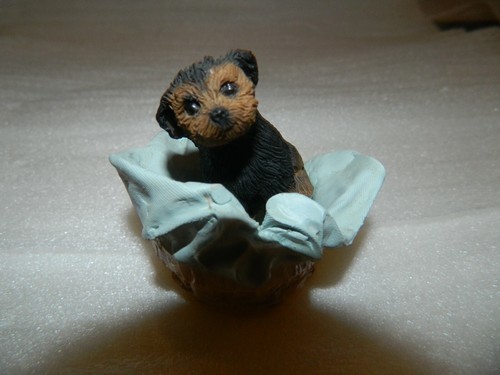 Yorkshire terrier yorkie dog - terrier,