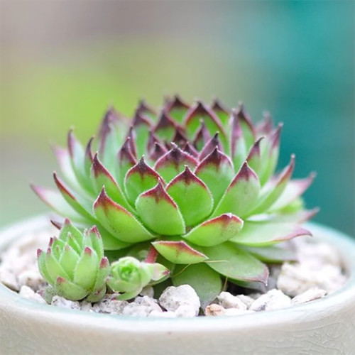 Sempervivum tectorum rosa del - rosa,