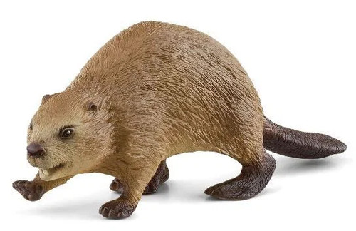 Castoro