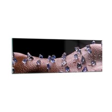 Quadro su Vetro 90x30cm Corpo