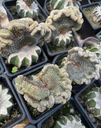 Raro cactus succulento - raro,