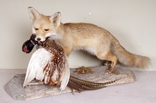 Bellissima Volpe Fox