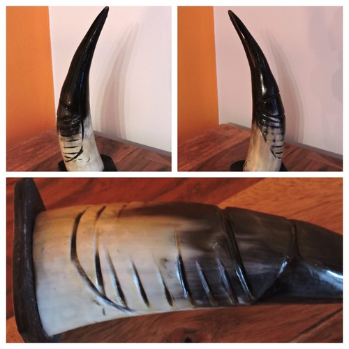 Corno bue africano originale - bue,