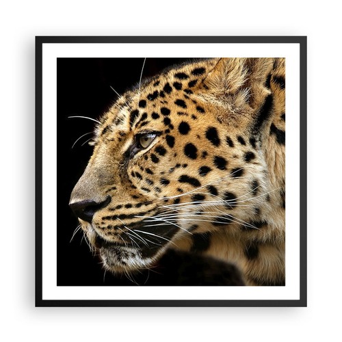 Poster 60x60cm animali - 60x60cm,