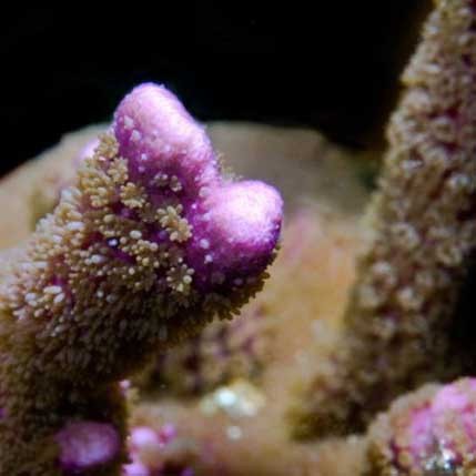 Corallo montipora digitata - corallo,