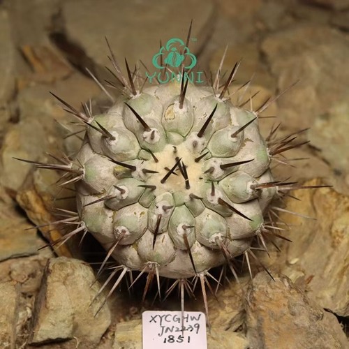Pianta rara cm - rara, cactus