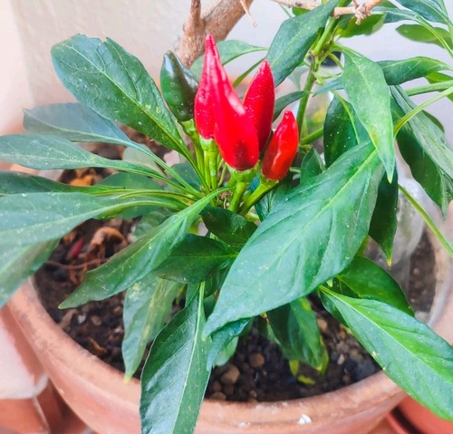 Semi peperoncino rosso - semi, di