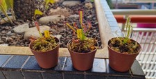 Drosera Bainskloof e Capensis