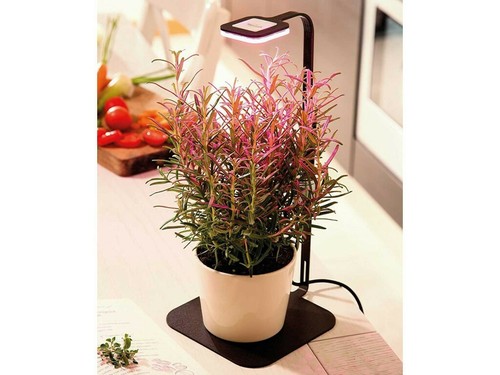 Wiva stick grow lampada - stick, da