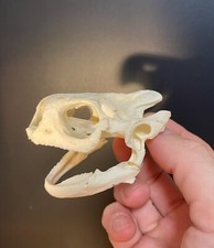 Taxidermy Skull, Cabinet De Curiosités: Testuggine Africana Centrochelys sulcata