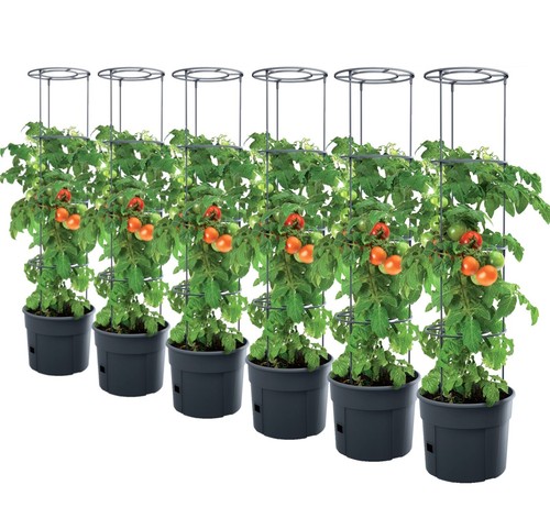 Vasi per piante pomodoro - vasi, di