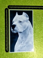 Cane Molosso White Dogo