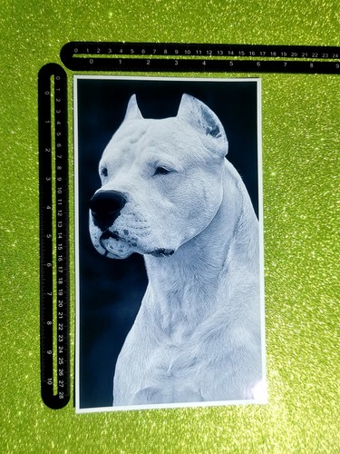 Cane molosso white - white, dogo