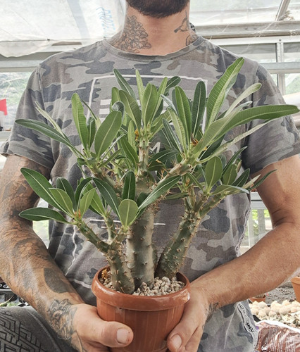 Pachypodium rosulatum