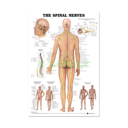Corpo umano sistema nervi - sistema,
