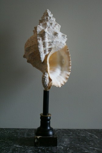 Coquillage orange déco - coquillage,,