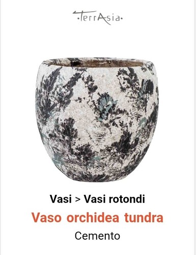 Vaso orchidea tundra - orchidea,