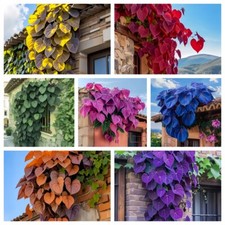 100 pezzi foglie colorate Morning Glory semi colore perenne giardino all'aperto bonsai