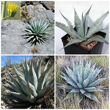 50 semi di agave deserti var