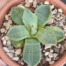 Agave parryi f. VARIEGATA