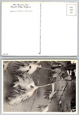 Cartolina Ansel Adams "Rami di