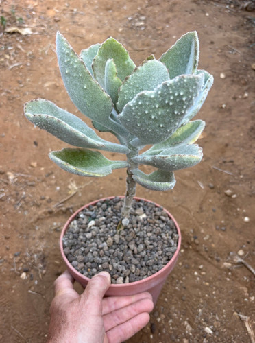 Kalanchoe fang cactus - fang,