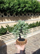 Artificial Bonsai Tree