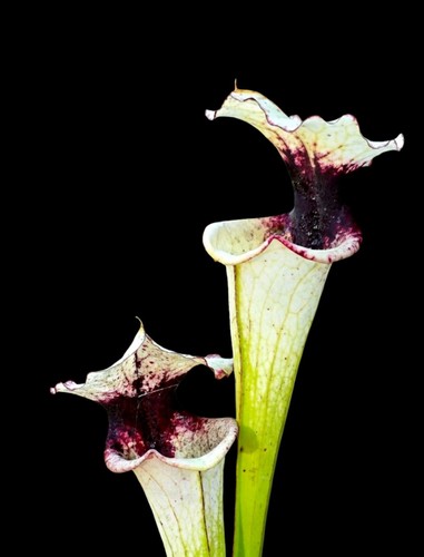 Sarracenia moorei legacy - sarracenia,